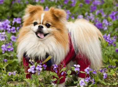 宠物狗的训练，家长们请注意越早越好