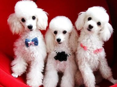 狗能喝牛奶吗?有些问题不要想当然