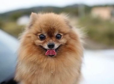 博美犬成年后一般多大?常理来说都是差不多的