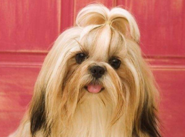 西施犬掉毛吗,小编告诉你为什么会掉毛