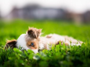 狗狗想念主人的表现,有好几种表现