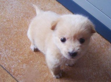 小狗狗拉稀怎么办?先找具体原因再对症治疗