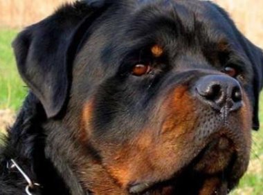 如何训练罗威纳犬?想训服它得严格些