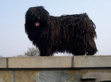 波利犬吃点什么,一起来深度解析