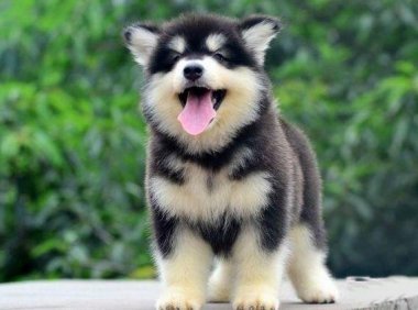 三道阿拉斯加自制狗粮，送给你的的小阿拉