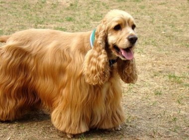 可卡为什么那么臭?来源于这三个地方