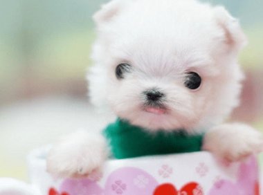 茶杯犬寿命多长?解密短命的真相