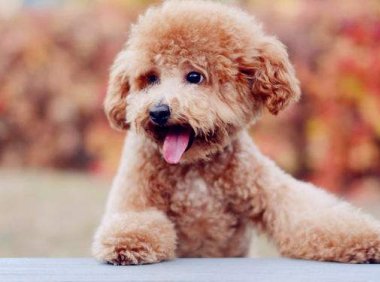 泰迪犬能吃什么,小吃货可不是啥都吃