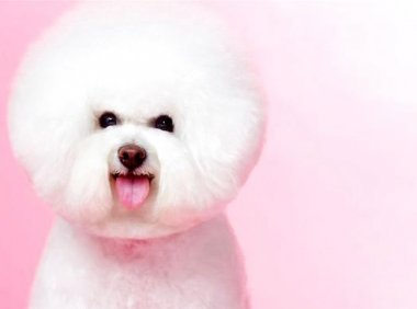 比熊犬成年多少斤? 体重要和颜值相配哦