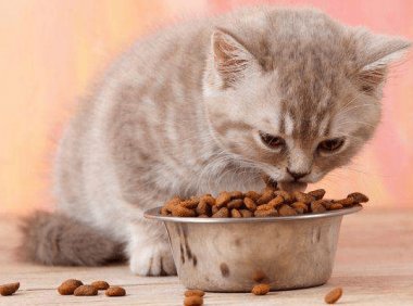 小猫多大可以吃猫粮?一般是这个时间段