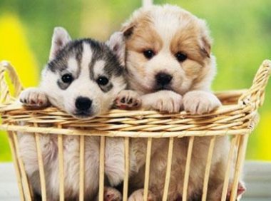 宠物寄养多少钱 价格差距竟然这么大