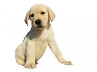 拉布拉多什么颜色贵?先看看有哪些颜色吧