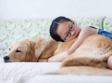 金毛是导盲犬吗?这是它们的荣光