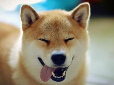 狗狗口溃疡怎么办?这些方面都要顾及到