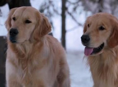 金毛犬体味重吗?怎么处理它的他体味