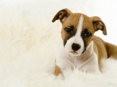 狗狗得抑郁症了怎么办?找到最根本的原因