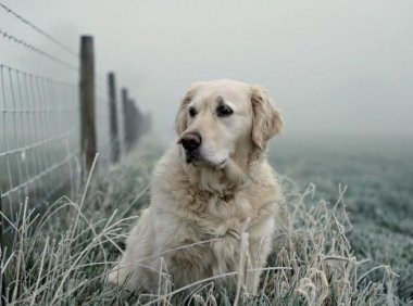 狗狗消化不良的症状,主要有这些