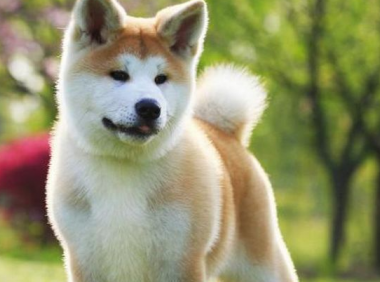 秋田犬吃什么?很多东西它都是可以吃的