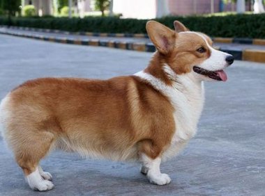 柯基多大算成犬?看完总是搞清楚