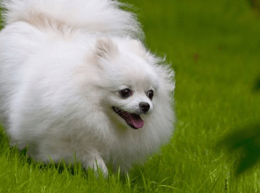 美式博美价格 美式博美价格大揭秘