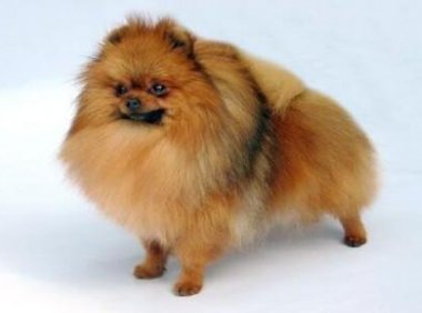 英系博美价格,看清楚了再下手