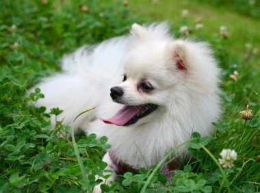 博美后腿间歇性抽搐,可能是这些方面的原因