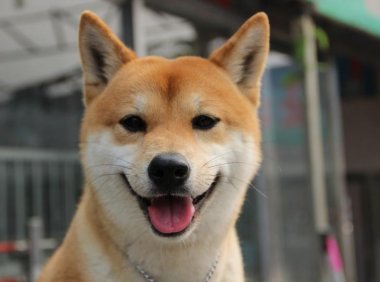 狗为什么不能吃盐?有损身体健康