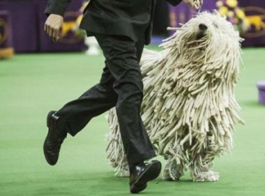 最大的狗是什么品种?犬种巨兽“蒙多犬”