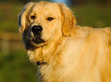 金毛犬不吃东西怎么办?先自己排查一下原因