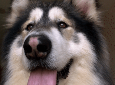 阿拉斯加拉稀怎么办,肠胃问题要注意!