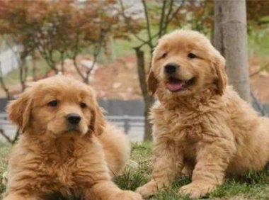 比格犬和金毛哪个好?对眼的是最好