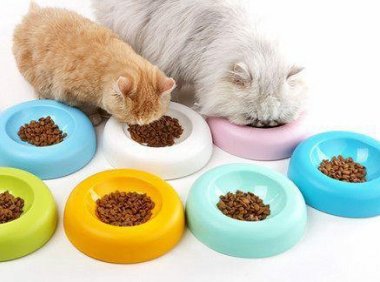 猫不吃猫粮怎么办,这些招式可以试试