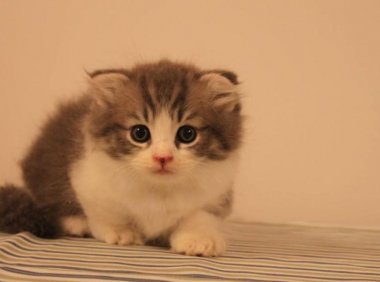 小猫为什么喜欢咬人?可能跟成长的环境有关