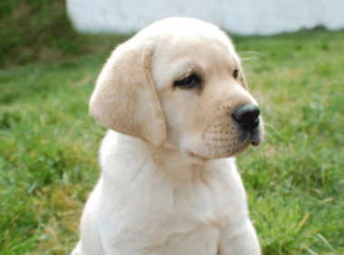 拉布拉多不叫怎么办?试着这样训练下