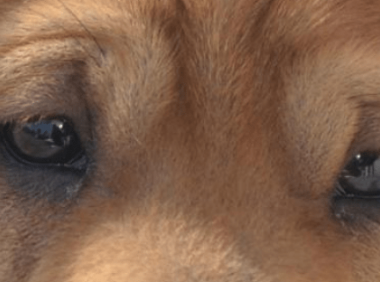 狗狗有眼屎是什么原因,这里说几个常见的