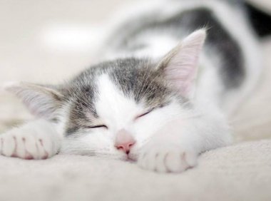 猫挑食怎么办？试着用这些办法来调整下