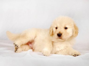 犬细小病毒症状？死亡率超高请注意