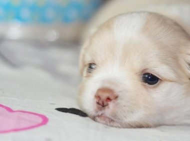 小狗多少天睁眼睛,两周左右能看到世界