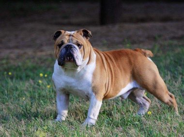斗牛犬性格怎么样,与形象一点不符