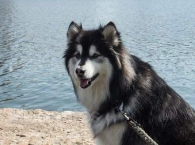 阿拉斯加犬和金毛哪个好?这么全面的一对比自然就清楚了