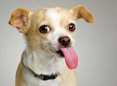 吉娃娃可以长多大?标准体型是这样的