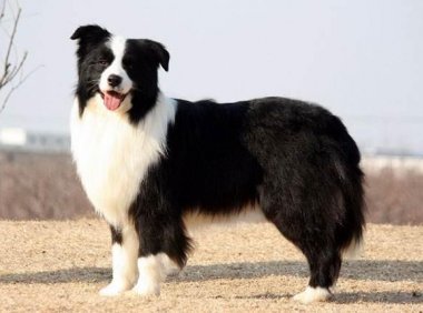 边境牧羊犬幼犬怎么教？只需要做这些事就够了