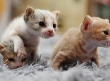 小猫不吃东西多久会死?所谓一顿不吃饿得慌