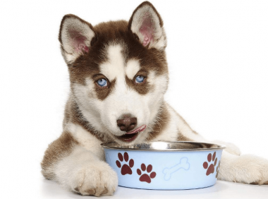 小狗吃多了怎么办  五大绝招完美解决