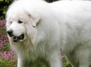 大型犬的种类有哪些？拉雪橇的都是大型犬吗