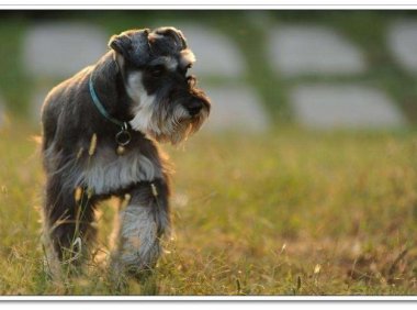 雪纳瑞的特点,其貌不扬的它们个性十足
