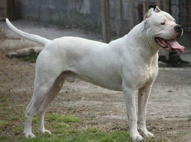 杜高犬怎么训练？杜高犬训练方法