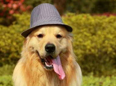 金毛犬怎么训练，这几个步骤轻松搞定