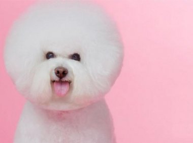 比熊犬能活多少年?这点时间就是转眼之间的事