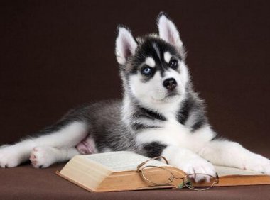 哈士奇阿拉斯加哪个好?我们来全面对比下